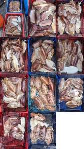 !!!제주 백호피싱!!! 3월 22일 갑오징어 조황 선상낚시로 잡은 물고기 조황