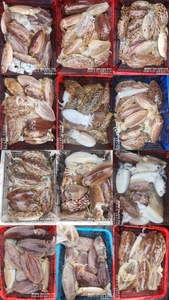 !!!제주 백호피싱!!! 4월 21일 갑오징어 조황 선상낚시로 잡은 물고기 조황