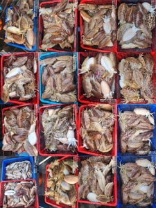 !!!제주 백호피싱!!! 2월 5일 갑오징어 조황 선상낚시로 잡은 물고기 조황