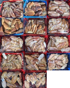 !!!제주 백호피싱!!! 3월 15일 갑오징어 조황 선상낚시로 잡은 물고기 조황