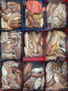 !!!제주 백호피싱!!! 3월 16일 갑오징어 조황 선상낚시로 잡은 물고기 조황