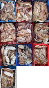!!!제주 백호피싱!!! 4월 30일 갑오징어 조황 선상낚시로 잡은 물고기 조황