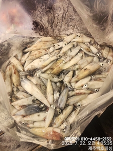 !!! 제주 백호피싱!!! 7월 21일 야간한치 조황 선상낚시로 잡은 물고기 조황