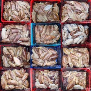 !!!제주 백호피싱!!! 2월14일 갑오징어 조황 선상낚시로 잡은 물고기 조황