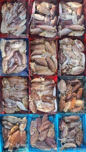 !!!제주 백호피싱!!! 3월 26일 갑오징어 조황 선상낚시로 잡은 물고기 조황