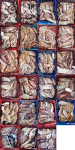 !!!제주 백호피싱!!! 3월 7~8일 갑오징어 조황 선상낚시로 잡은 물고기 조황