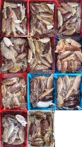 !!!제주 백호피싱!!! 4월 13일 갑오징어 조황 선상낚시로 잡은 물고기 조황