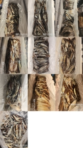 !!!제주 백호피싱!!! 7월5일 한치 조황 선상낚시로 잡은 물고기 조황