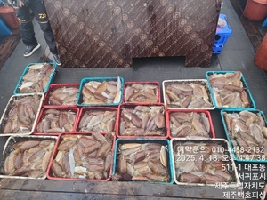 !!!!제주 백호피싱!!! 4월 18일 갑오징어 조황 선상낚시로 잡은 물고기 조황