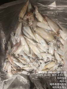 !!! 제주 백호피싱!!! 6월 29일 야간한치 오징어조황 선상낚시로 잡은 물고기 조황