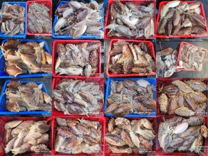 !!!제주 백호피싱!!! 2월 1일 갑오징어 조황 선상낚시로 잡은 물고기 조황