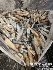 !!! 제주 백호피싱!!! 7월 1일 야간한치 조황 선상낚시로 잡은 물고기 조황