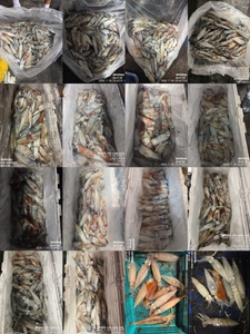 !!!제주 백호피싱!!! 7월28일 한치 조황 선상낚시로 잡은 물고기 조황