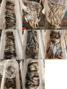 !!!제주 백호피싱!!! 6월28일 한치 조황 선상낚시로 잡은 물고기 조황