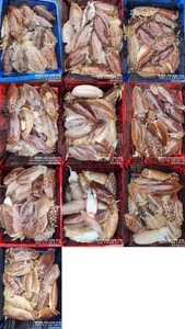 !!!제주 백호피싱!!! 5월 4일 갑오징어 조황 선상낚시로 잡은 물고기 조황