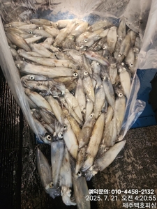 !!! 제주 백호피싱!!! 7월 20일 야간한치 조황 선상낚시로 잡은 물고기 조황
