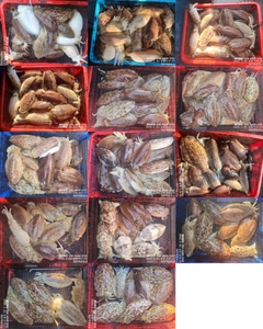 !!!제주 백호피싱!!! 2월19~20일 갑오징어 조황 선상낚시로 잡은 물고기 조황