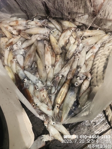 !!! 제주 백호피싱!!! 7월 19일 야간한치 조황 선상낚시로 잡은 물고기 조황