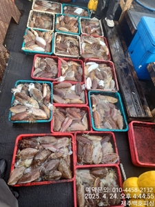 !!!제주 백호피싱!!! 4월 24일 갑오징어 조황 선상낚시로 잡은 물고기 조황