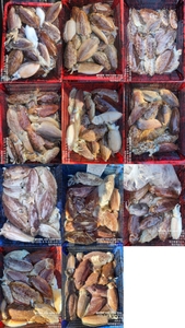 !!!제주 백호피싱!!! 5월 9일 갑오징어 조황 선상낚시로 잡은 물고기 조황