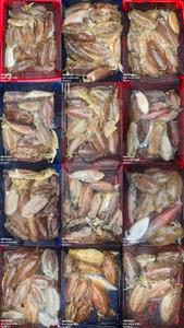 !!!제주 백호피싱!!! 3월 17일 갑오징어 조황 선상낚시로 잡은 물고기 조황