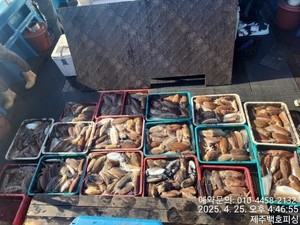 !!!제주 백호피싱!!! 4월 25일 갑오징어 조황 선상낚시로 잡은 물고기 조황