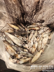 !!! 제주 백호피싱!!! 7월 22일 야간한치 조황 선상낚시로 잡은 물고기 조황