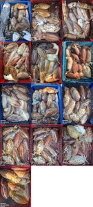 !!!제주 백호피싱!!! 3월 14일 갑오징어 조황 선상낚시로 잡은 물고기 조황