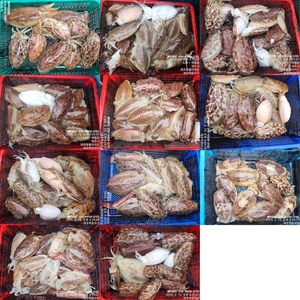 !!!제주 백호피싱!!! 2월15일 갑오징어 조황 선상낚시로 잡은 물고기 조황