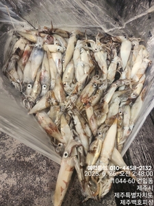 !!! 제주 백호피싱!!! 6월 25일 야간한치 오징어조황 선상낚시로 잡은 물고기 조황