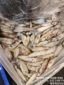 !!! 제주 백호피싱!!! 6월 28일 야간한치 오징어조황 선상낚시로 잡은 물고기 조황