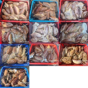 !!!제주 백호피싱!!! 2월18일 갑오징어 조황 선상낚시로 잡은 물고기 조황