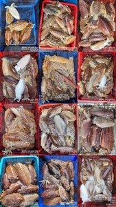 !!!제주 백호피싱!!! 4월 27일 갑오징어 조황 선상낚시로 잡은 물고기 조황