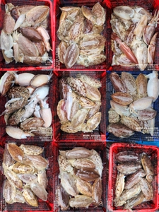 !!!제주 백호피싱!!! 4월 3일 갑오징어 조황 선상낚시로 잡은 물고기 조황