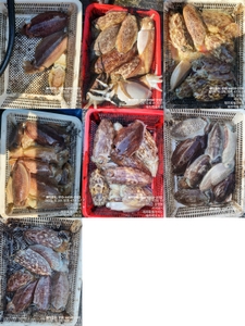 !!!제주 백호피싱!!! 5월 29일 갑오징어 조황 선상낚시로 잡은 물고기 조황