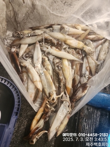!!! 제주 백호피싱!!! 7월 2일 야간한치 조황 선상낚시로 잡은 물고기 조황