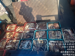!!! 제주 백호피싱!!! 4월 26일 갑오징어 조황 선상낚시로 잡은 물고기 조황