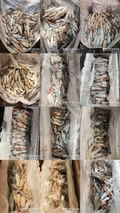 !!!제주 백호피싱!!! 8월 2일 한치 조황 선상낚시로 잡은 물고기 조황