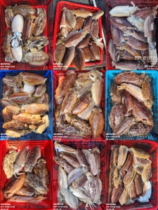 !!!제주 백호피싱!!! 4월 25일 갑오징어 조황 선상낚시로 잡은 물고기 조황