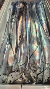 7월 31일 제주대박2호(왕성호) 갈치조황입니다 선상낚시로 잡은 물고기 조황