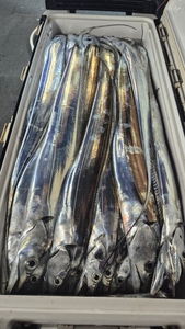 제주대박호 갈치조황 올립니다  선상낚시로 잡은 물고기 조황