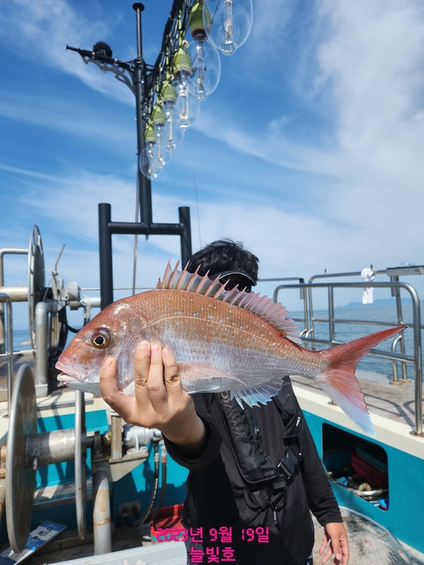 완도늘빛호의 조황일지 이미지 - 6