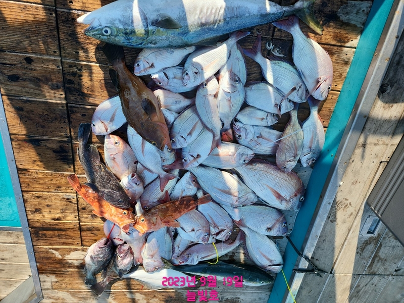 완도늘빛호의 조황일지 이미지 - 0