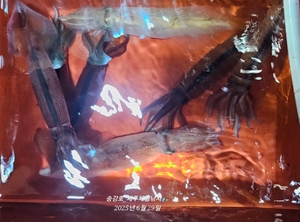 한치여!  선상낚시로 잡은 물고기 조황