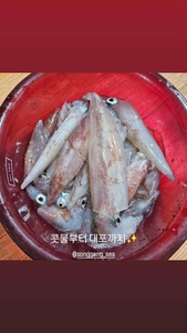 한치낚시 삼매경 선상낚시로 잡은 물고기 조황