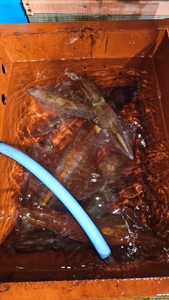 한치가 하나 둘씩_재밌습니다. 선상낚시로 잡은 물고기 조황