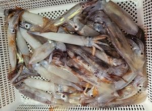 너울이 있었지만_선방 선상낚시로 잡은 물고기 조황