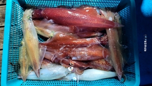 한치 시작했습니다. 선상낚시로 잡은 물고기 조황