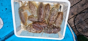 오전반 갑오징어낚시  선상낚시로 잡은 물고기 조황