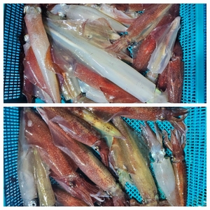 [송강호체험낚시]한치가 꾸준히 선상낚시로 잡은 물고기 조황